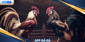 App Đá Gà - Trải Nghiệm Mượt Mà Ngay Trên Máy Di Động