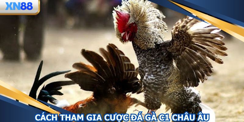 Chỉ dẫn tham gia cược đá gà C1 châu Âu