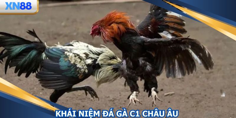 Đá gà C1 Châu Âu có nghĩa là gì?
