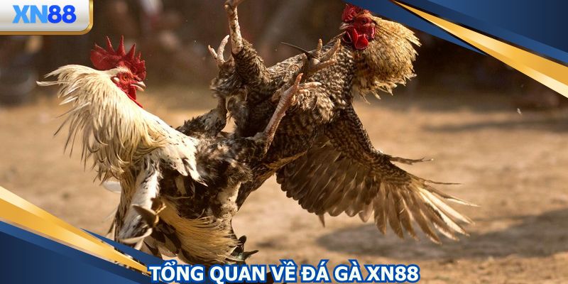 Danh mục thu hút lượng thành viên đông