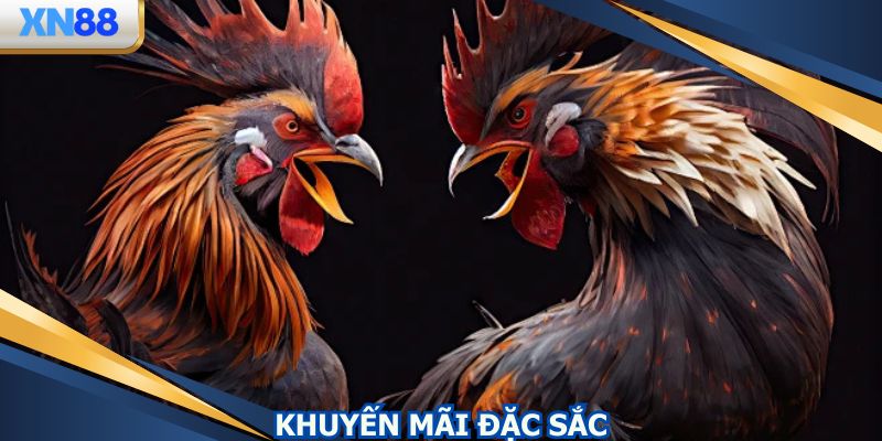 Hệ thống khuyến mãi đặc biệt dành cho người dùng app đá gà