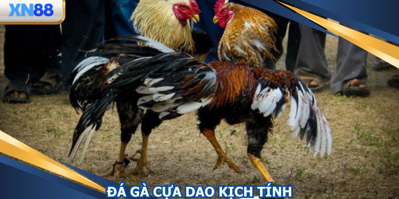 Hình thức đá gà XN88 có thời gian ngắn