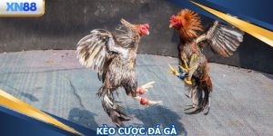 Kèo Cược Đá Gà - Nhận Thưởng Lớn Dễ dàng Đến 1 Ăn 8