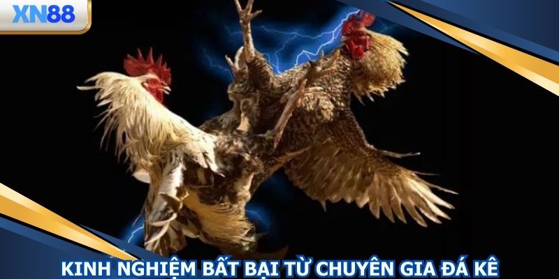 Kinh nghiệm bất bại từ chuyên gia đá kê online