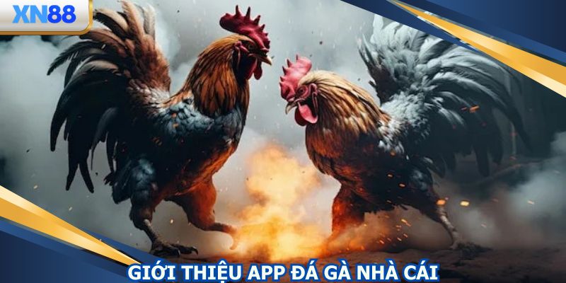 Một vài thông tin cơ bản về app đá gà nhà cái