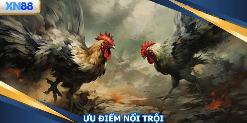 Nhiều ưu điểm nổi trội tại ứng dụng chọi kê online