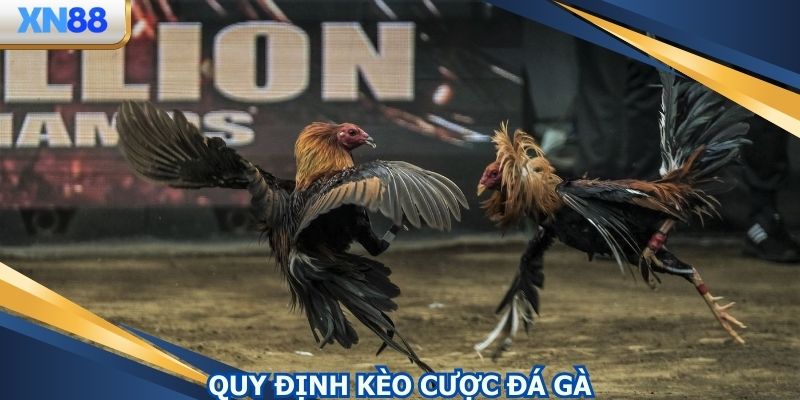 Quy định cần biết về kèo cược đá gà online