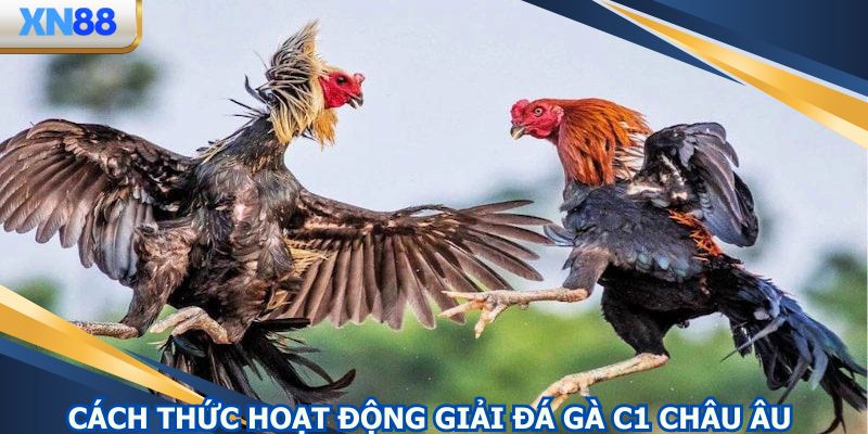 Quy trình trận chọi kê