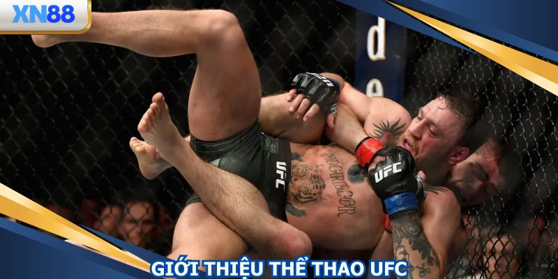 Thể thao UFC nhận được sự hưởng ứng nhiệt tình